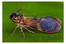 FLOW planthopper fulgoroidea fulgoromorpha insect